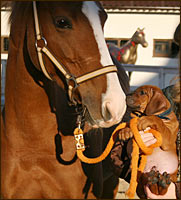 Лонзо Елиму и лошадь